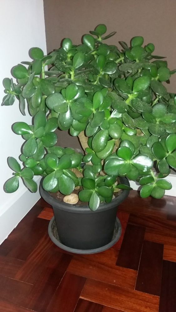 Jade Plant (Jade gida / Lucky Plant)